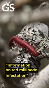 1.7K views · 4 comments | Senior Agriculture Officer Brent Taylor shares insights on the red millipede infestation impacting Barbados and what you can do to help manage it.  Stay informed and proactive! #BarbadosAgriculture #PestManagement #RedMillipede | Barbados Government Information Service | Facebook