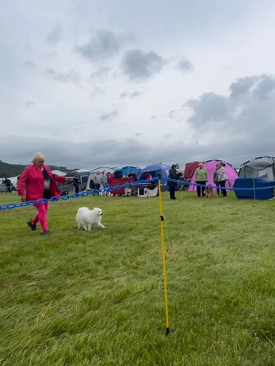 🤗🤗🤗🤗🤗🤗ABSOLUTELY CUTE 😍 | Japanese Spitz