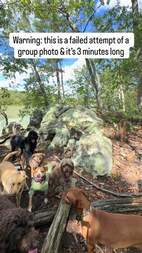 Dogs Understand the Word 'Break' During Adventure