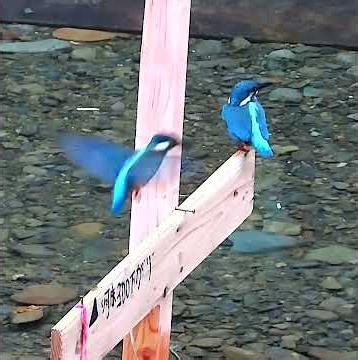カワセミ調布地区幼鳥２番目＆４番目ショート 2026年7月28日 #カワセミ #幼鳥 #野鳥 #birds #wildlife #nature #自然観察ぶらり散歩