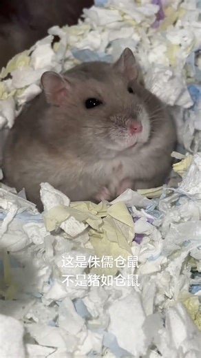 Meet Little Chubby Mouse: My First Hamster Adventure