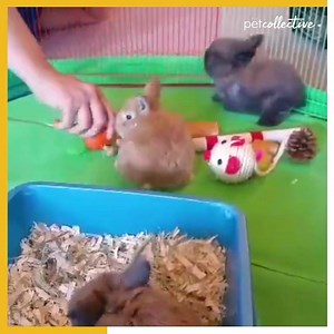 GET THAT CARROT CAR!!! | Try Not to Laugh