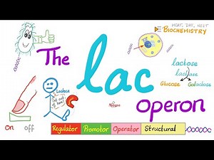 Lac Operon and Trp operon | Regulator; Promotor; Operator | A Comprehensive Explanation from A to Z Video Lecture - MCAT