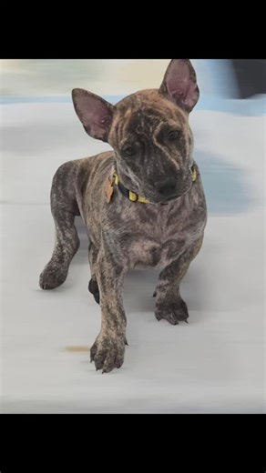 Little boy Jay. #Ridgeback #phuquocridgeback #puppylove #vietnameseridgeback #rarebreed | Vietnamese Phu Quoc Ridgeback Dogs - Southern California - aka SoCal VPQR