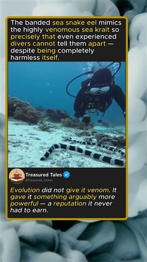 Banded Sea Snake Eel Two Predators, One Body