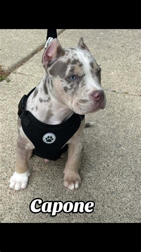 🐾 Glow UP is 🔥 3 mths/6 mths #fyp #viral #trending #americanbully #merlebully