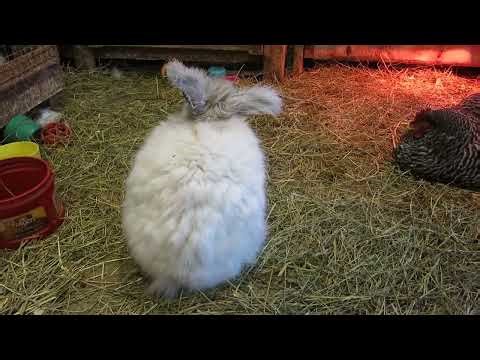 Bunny House Visit From April 2022