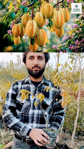 Starfruit plant buy online #shorts #reels #viral #trending #farming #agriculture #exoticfruitplants