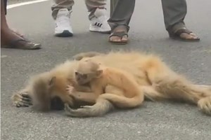 Baby Langur Weeps Over Dead Mother, Internet Breaks Down - Watch