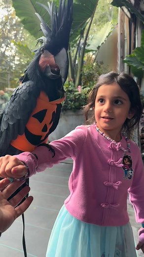 Maui and Kids go together like Pumpkin and Spice 🎃 | parrotsrus