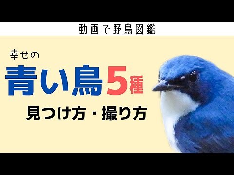 《見つけたら幸せ確定》日本で見られる青い鳥を5種解説！見つけ方・撮り方【動画で野鳥図鑑】