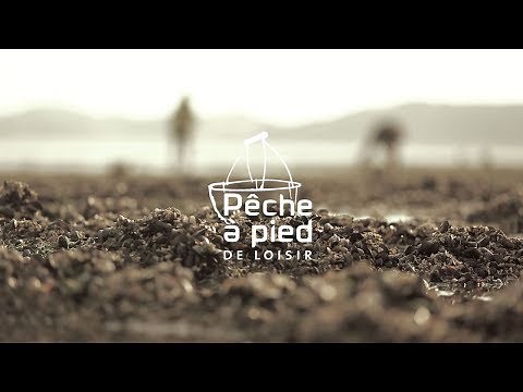Quelques bonnes pratiques de pêche à pied : la moule