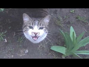 Friendly cats meow and purr early morning