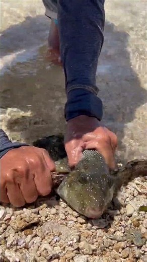 Incredible Rescue: Pufferfish Saved From Moray Eel Attack!