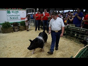 WATCH NOW: 300-pound pig fetches a record $340/lb at the Porter County Fair 4-H livestock auction.