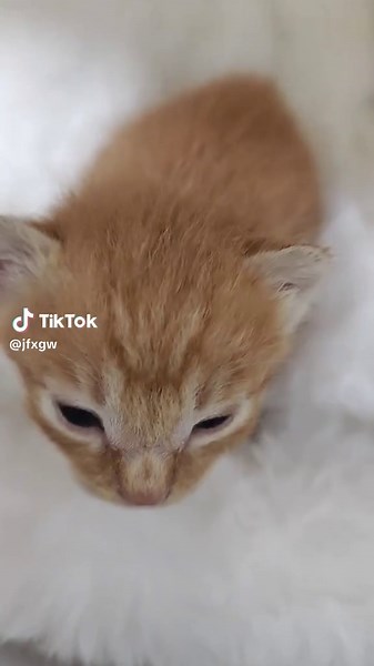 So cute #cutecat #pet #kucing #kitty #funny | cat cute