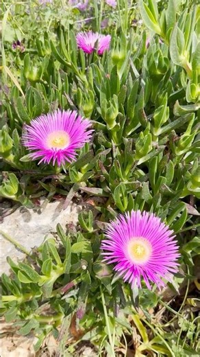 Garden Close-Up: Carpobrotus acinaciformis | The Ellenik Project