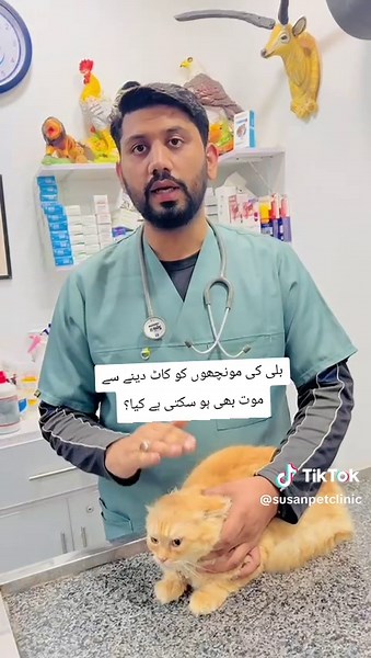 What happen if we cut cat Whiskers ???? #cat #catsoftiktok #viral #foryou #cats