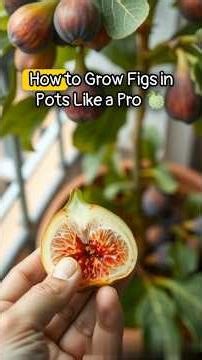 How to Grow Figs in Pots Like a Pro 🍈
