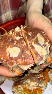 Cua Gạch Cà Mau full gạch 🥰 #CuaDatMui 🦀 | Cua Đất Mũi