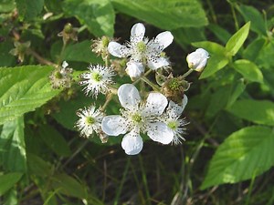 Rubus - Alchetron, The Free Social Encyclopedia