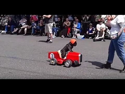 Viral Video UK: Pug driving racing car!