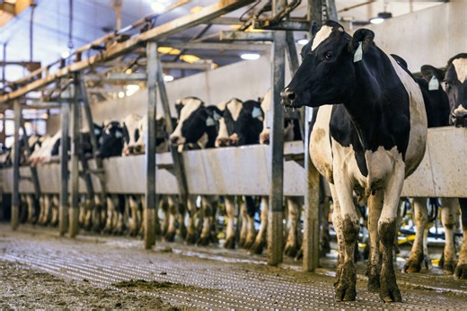 Nevada dairy farm could become solar facility