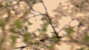 Cherry Blossom Dream