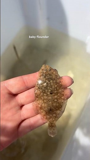 baby flounder :) #marinebiology #australia #flounder #flatfish