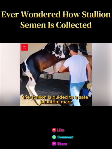 Ever Wondered How Stallion Semen Is Collected #fyp #stalions #horse #breeding #arabianhorse