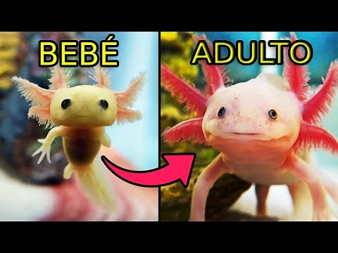 El Ajolote (Caracteristicas,alimentación y más)