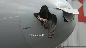 7.9K views · 67 reactions | BIRD STRIKE: An American Airlines plane get a bird stuck in its nose cone while landing in Miami. Please support us with Follow aviation trends- https://goo.gl/Z7C6BP | Aviation Figure | Facebook