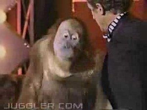 Bobby Berosini's Orangutans