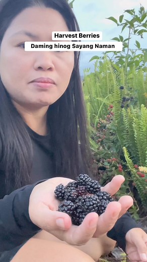 Picking Wild Organic BlackBerry Fruit #berries #Blackberry #berry #blackberries #harvest #picking #fresh #fruits #sweets #yumyum #healthyeating #reels #blessings #fbreelsvideo #fbreels #reelsfb #reelsfyp #foryou #monday #fyp #2024trends | Pinoy Vlog in New Zealand