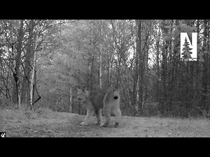 Two Lynx fighting near the Chik-Wuak Museum and Nature Center in Grand Marais