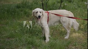 Golden retriever. Golden Retriever walking on a leash. Golden retriever on a leash along the sidewalk in the park, walking area. A golden retriever on a leash walking in the park with his owner.