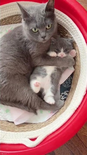 Cat mother and kittens love 💕💕. #music #kittens #cat #shorts