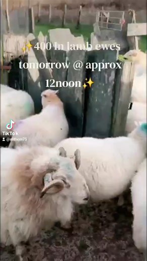 🐑𝕀ℕ 𝕃𝔸𝕄𝔹 𝔼𝕎𝔼𝕊 𝟙𝟚𝕥𝕙 𝔽𝔼𝔹ℝ𝕌𝔸ℝ𝕐🐑 . 📍𝗝𝗼𝗵𝗻 & 𝗖 𝗝𝗼𝗻𝗲𝘀, 𝗟𝗹𝗮𝗻𝗱𝘆𝗿𝗻𝗼𝗴 🔹45 full mouth 🔹25 singles 🔹20 twins 🔹Lambing April 1st onwards 🔹Albacert fluke & worm 30.1.26 🔹In lamb to quality Texel and Beltex x . . 📍𝗥𝗼𝘄𝗹𝗮𝗻𝗱𝘀, 𝗧𝘆'𝗻 𝗣𝗮𝗻𝘁 🔹40 full mouth ewes 🔹Twins and singles 🔹Lambing 20th March onwards 🔹In lamb to Blueface Leicester . . 📍𝗚𝘂𝘁𝗼 𝗪𝗶𝗹𝗹𝗶𝗮𝗺𝘀, 𝗖𝗮𝗲 𝗠𝗲𝗶𝗿𝗶 🔹Genuine reason for sale 🔹68 yearlings 🔹Aberfield and Texel x 