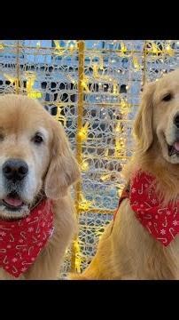 We Took Our Dogs To See The Christmas Lights