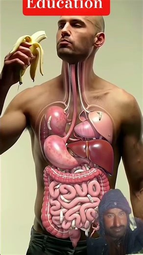 “What Happens Inside Your Body When You Eat – Shocking 3D Anatomy Animation #facts #science #humanbo