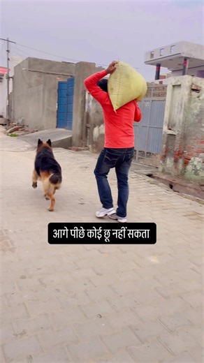 German Shepherd Dog Full Security Deta Hai | Aage-Piche Koi Chhoo Nahi Sakta #germanshepherd #dog