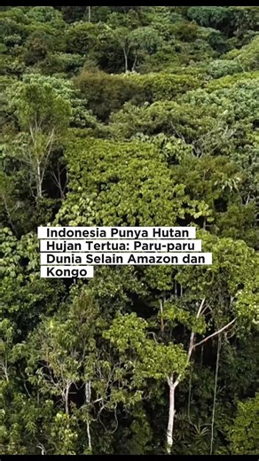 Inilah hutan hujan tropis Indonesia—sebuah dunia purba yang diperkirakan telah ada sejak lebih dari 70 juta tahun lalu. Selama ini, jika kita mendengar kata “hutan hujan tropis,” pikiran langsung melayang ke Amazon atau Kongo. Padahal, jauh di jantung Kalimantan dan Sumatra, Indonesia menyimpan hutan hujan tropis tertua ketiga di dunia! Bukan hanya sekadar kumpulan pepohonan raksasa, hutan ini adalah saksi perjalanan panjang bumi, bahkan jauh sebelum manusia modern hadir #indonesia #paruparubumi