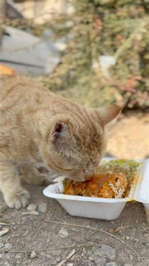 When a cat naps in winter sun, approach with care—even gifts must follow royal meeting etiquette.