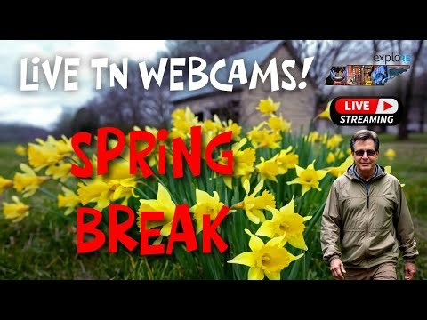 NEW! Baby Eagle Cam! LIVE Webcams in the Smokies! - Explore Tennessee