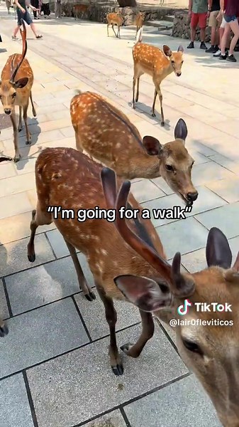 the type of walk I mean @Levi | walk
