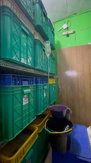 Cleaning My Dubia Roach Colony 🪳 #dubiaroach #roachfarm #insectfarm #cleaning #satisfying