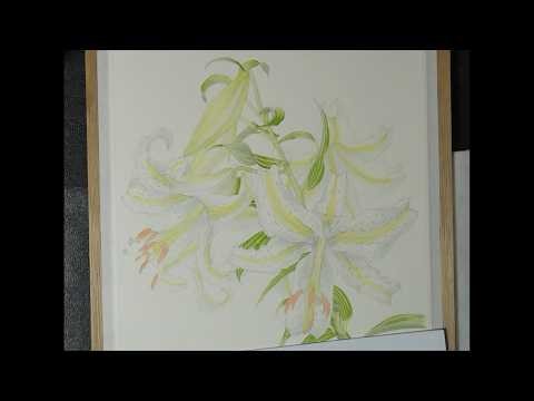 ヤマユリ（花の影）lilium auratum watercolor painting 5