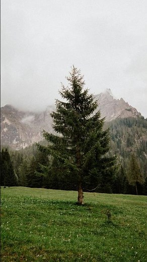 How a single tree created an entire forest