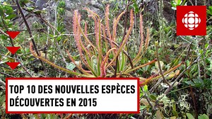 Découvrez le top 10 des 18 000 nouvelles espèces découvertes en 2015, une compilation réalisée chaque année par l'International Institute for Species Exploration. | Radio-Canada Information
