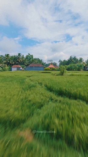 Beautiful Rice Field Drone Shot #beautiful #nature #rice #drone #cloudy #terrace #elegance HA85180 | HAWI Studios